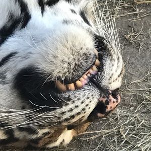 Meet your Posher, Cheryl